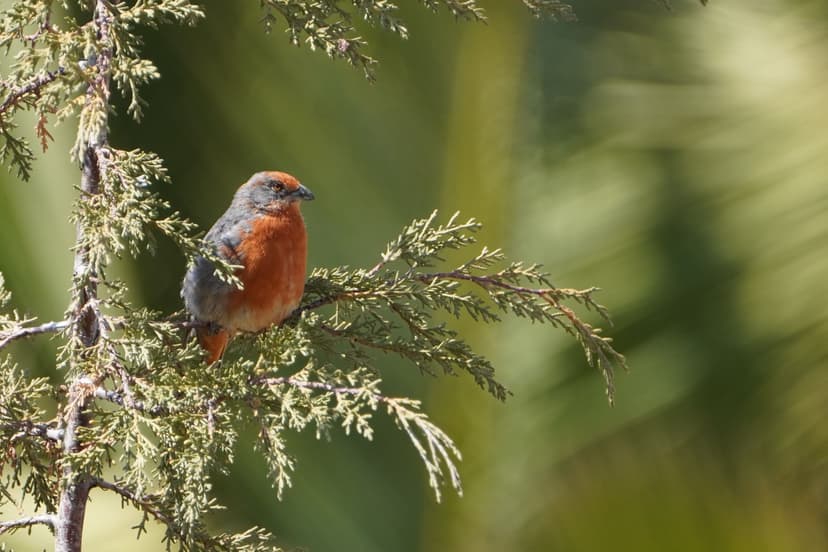 Auquisamaña Protected Area --> Red-tailed Comet Tour