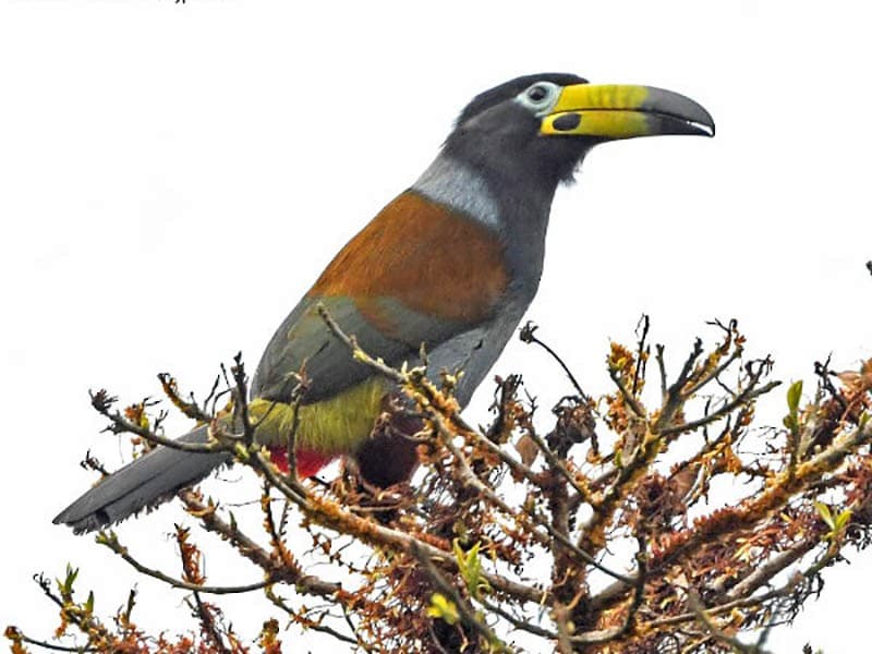Discover the nature and wildlife from La Paz Cloud Forest as we go down the world’s most thrilling road, surrounded by breathtaking landscapes proper from the Andes and Cloud Forest inside the Cotapata National Park