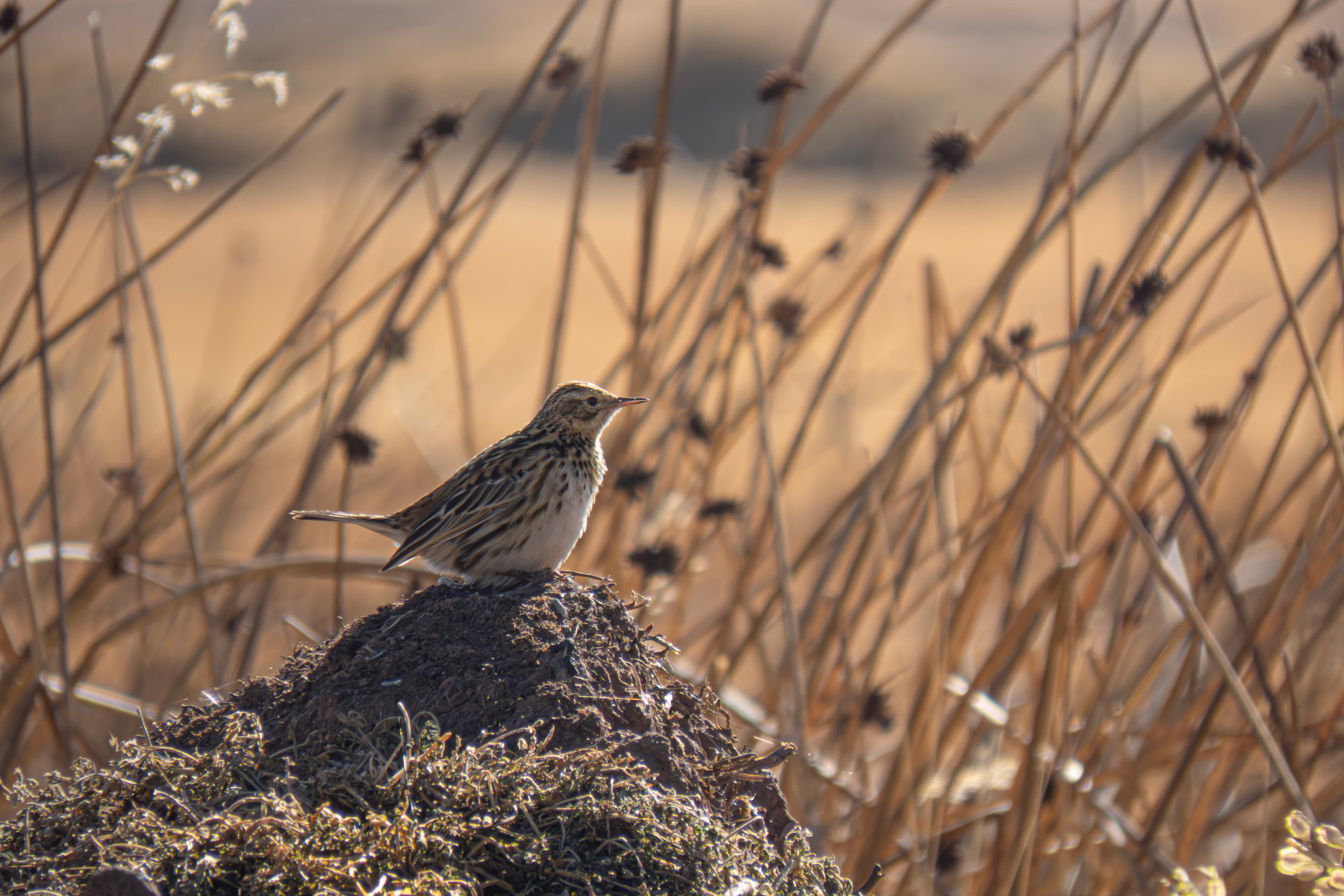 Combine the cultural richness of Tiwanaku culture and the unique biodiversity from the Bolivian highplanes by visiting one of the most diverse areas to find up to 40 species  of birds